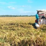 Dukung Ketahanan Pangan Nasional, Babinsa Tinjau Langsung Panen Padi