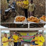 Ketua DPD Partai Golkar Kabupaten Way Kanan Hadiri Panen Raya Jagung di Kecamatan Baradatu*