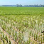 Babinsa Koramil 17/SPK Dampingi Petani Semprot Gulma Padi di Bulan Ramadhan