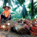 PTPN IV PalmCo Dampingi PSR 49 Ribu Hektare Sawit Rakyat